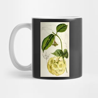 Hoya campanulata - botanical illustration Mug